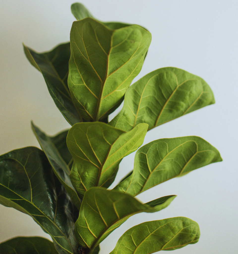 Fiddle Leaf Fig home office plant